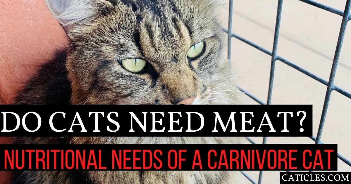 Do Cats Need Meat? Can Obligate Carnivores Be Vegan?