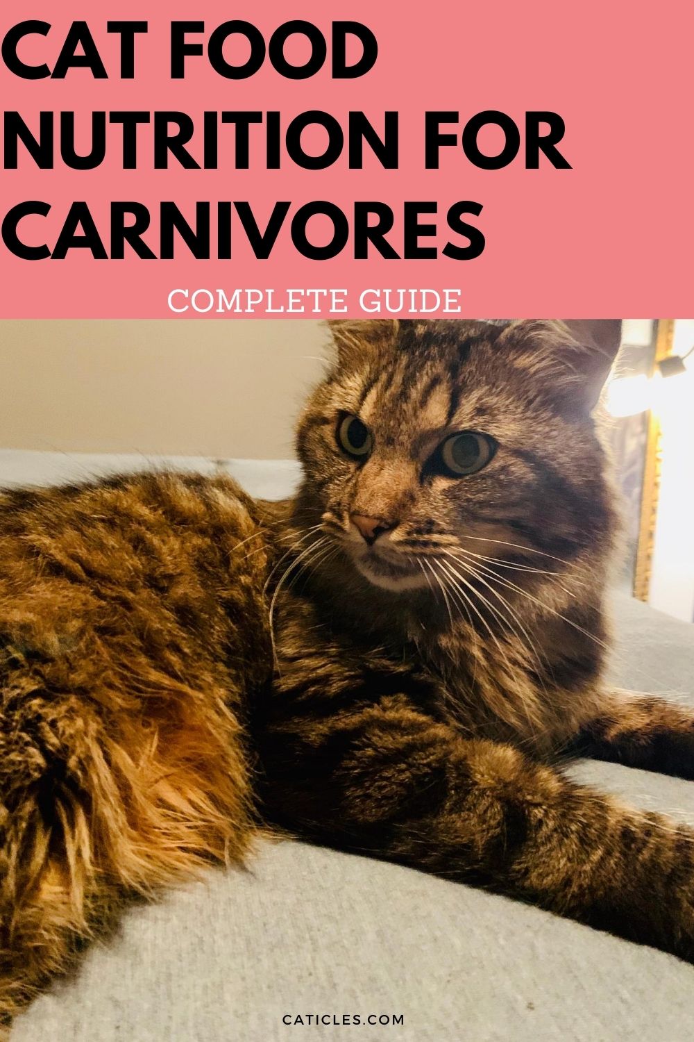 pin image cat food nutrition for carnivores