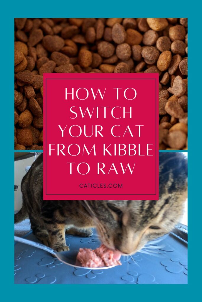how to switch your cat from kibble to raw jess and jericho caticles.com