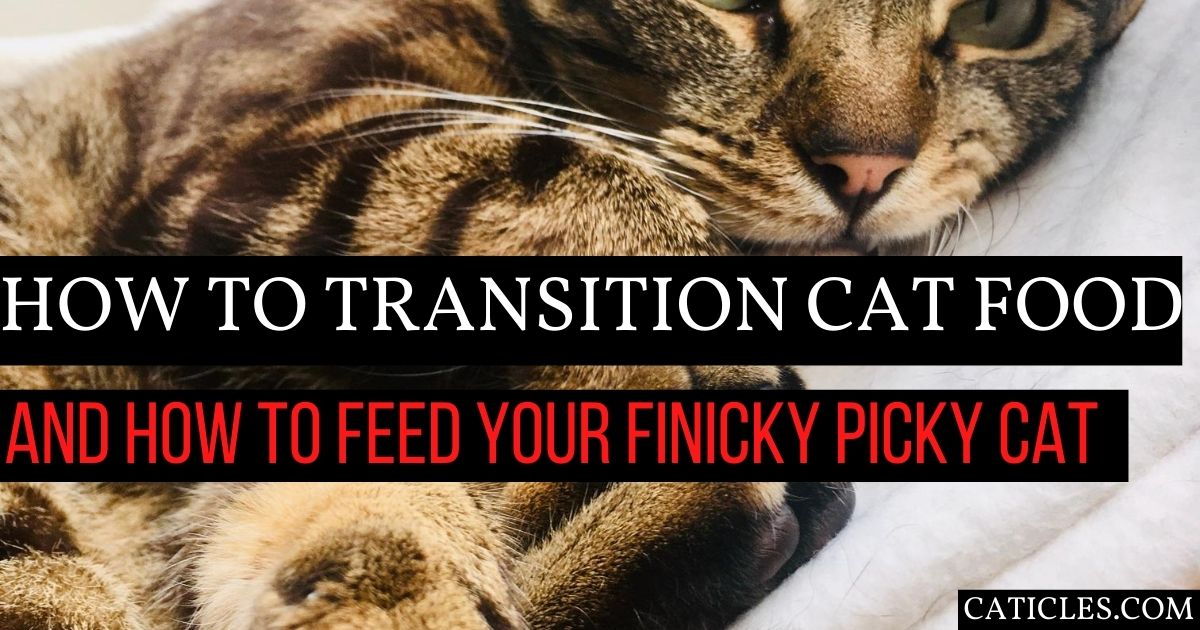 transitioning cat food