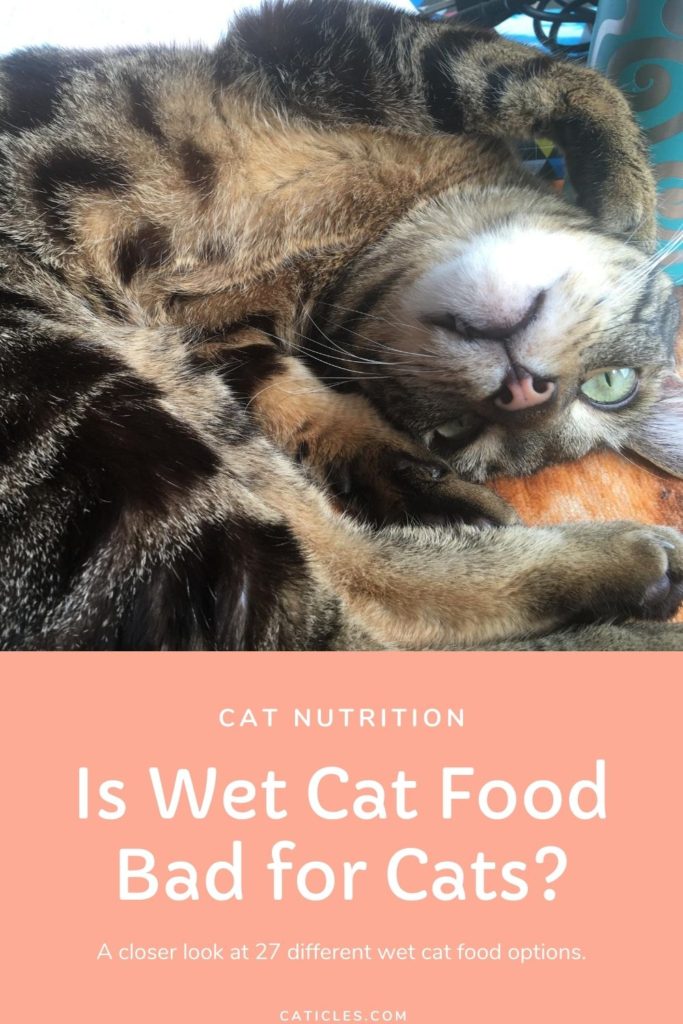 Is Wet Cat Food Bad For Cats