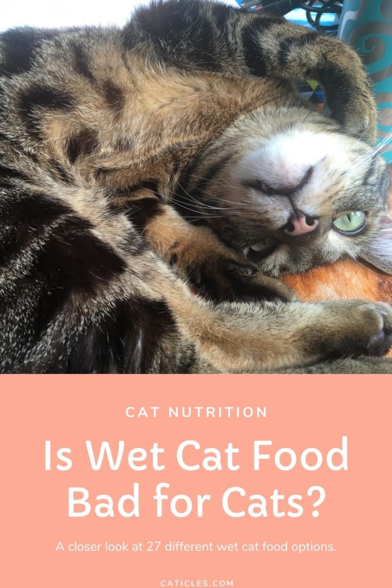 is-wet-cat-food-bad-for-cats-a-closer-look-at-27-different-options