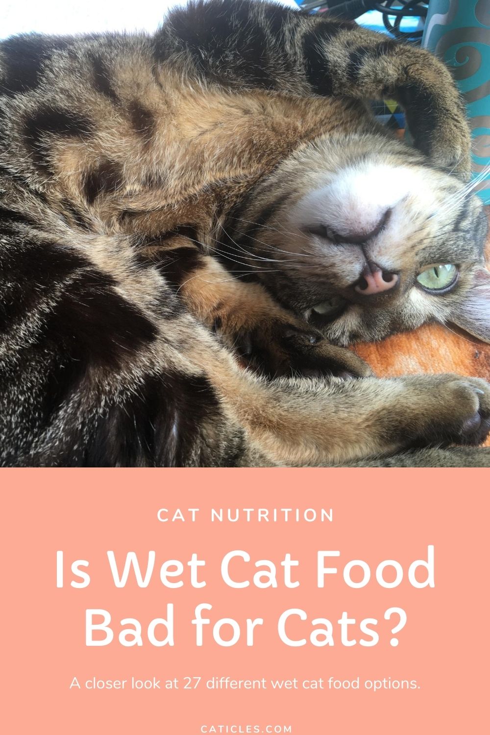 pin image is wet cat food bad for cats