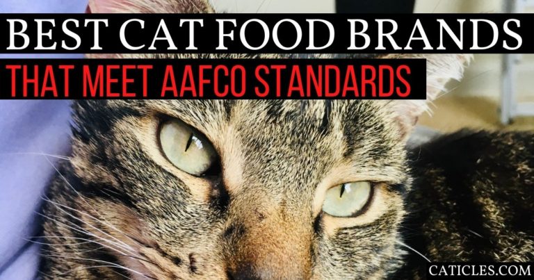 AAFCO Approved Cat Food Brands Don t Exist Here s Why