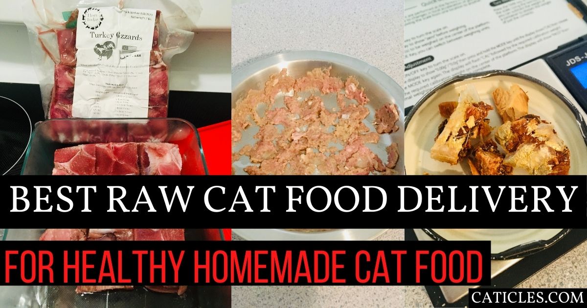 Best Raw Cat Food Delivery