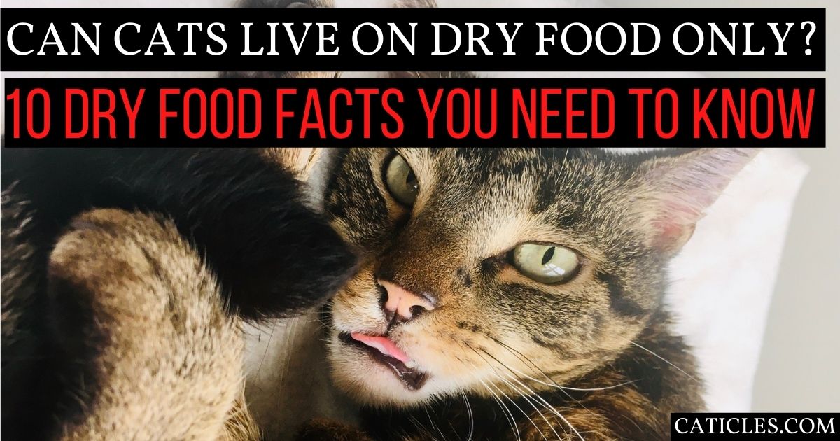 Can cats live on dry food only? 10 facts