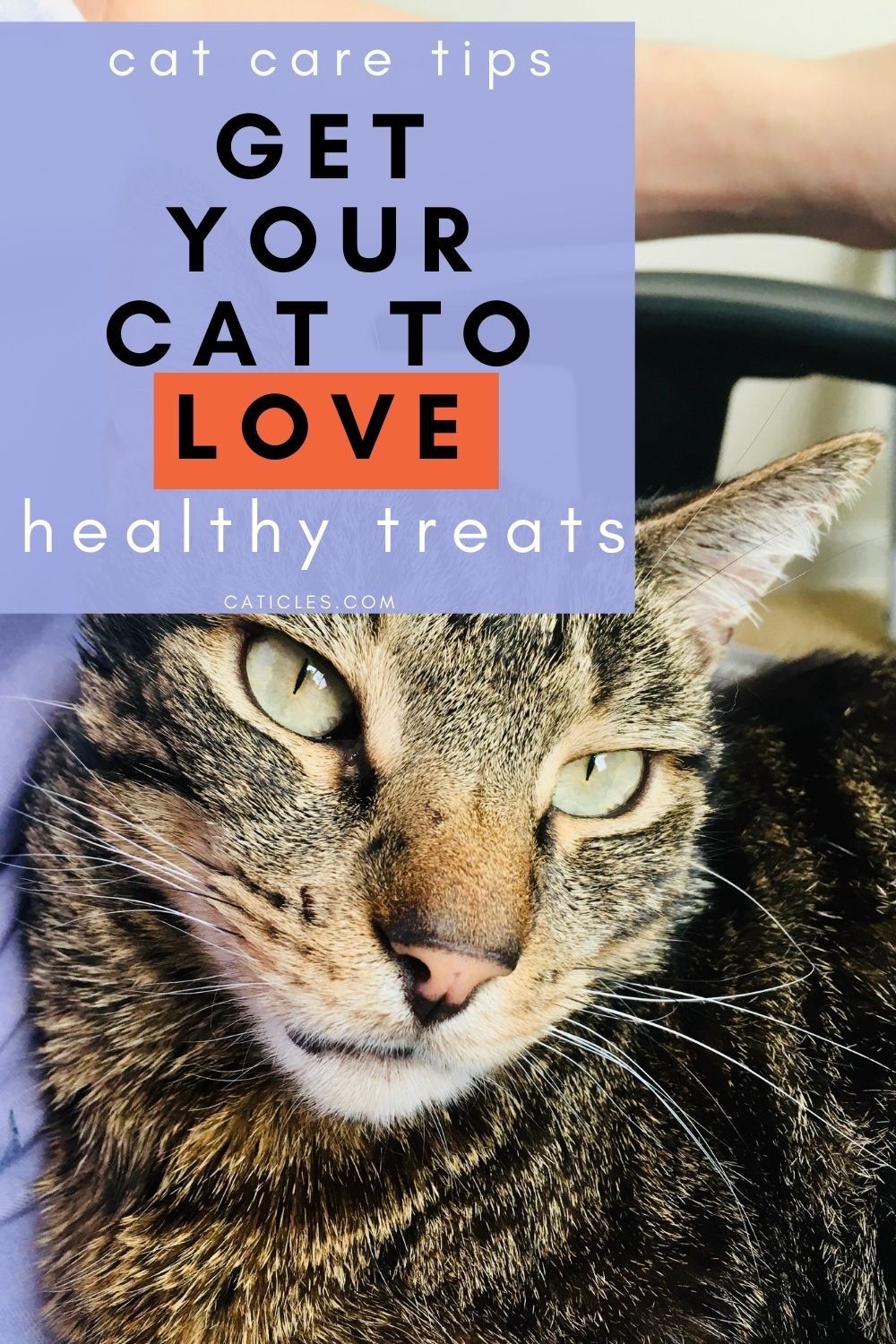 pin image get your cat to love healthy cat treats