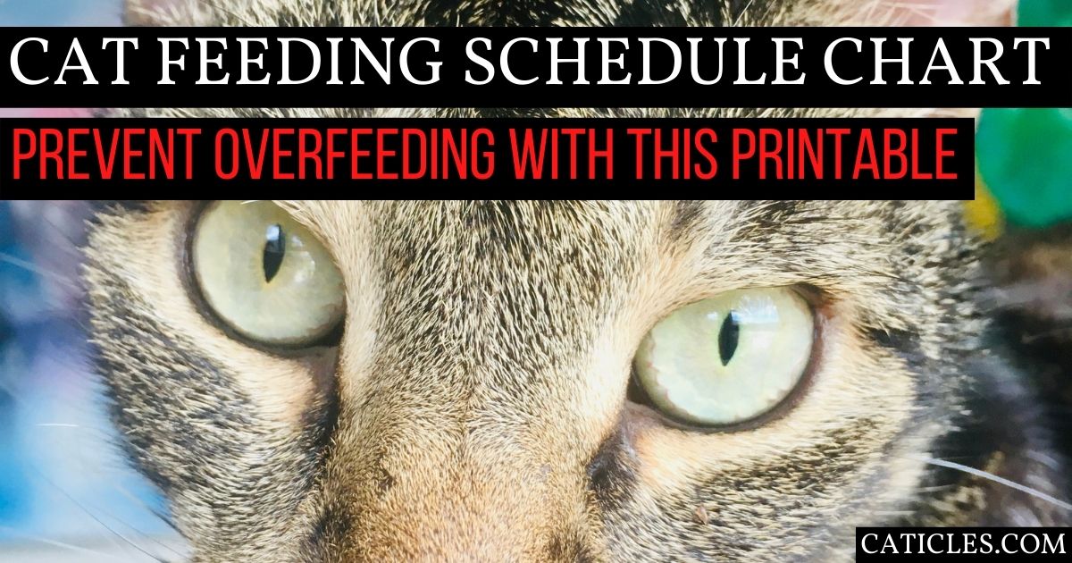 Minimal and aesthetic cat feeding schedule chart