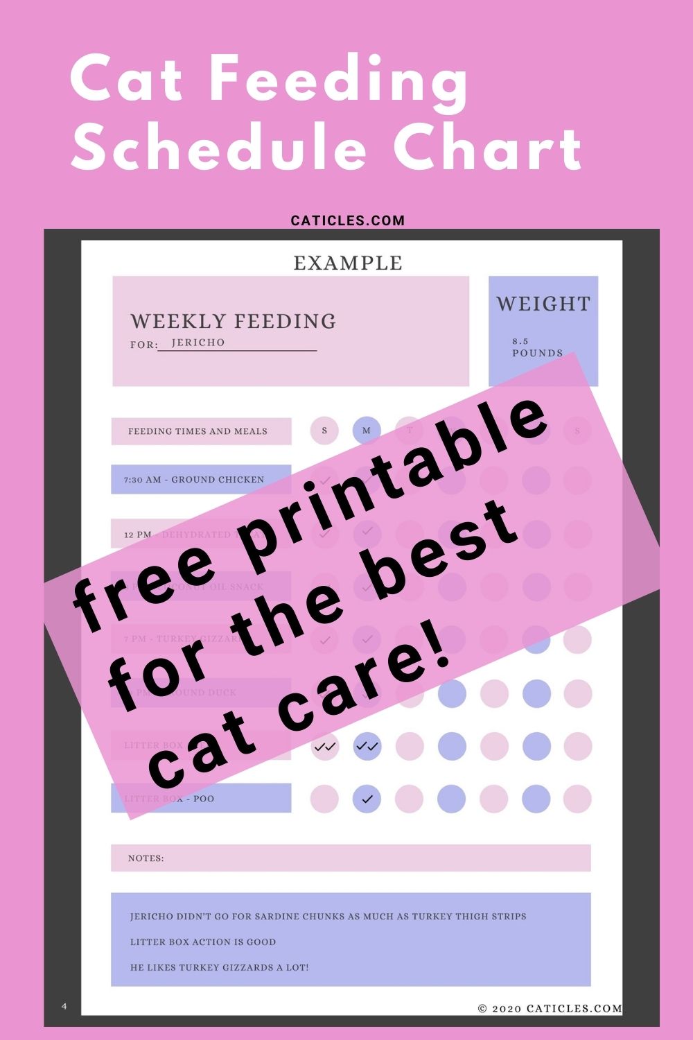 Cat Feeding Schedule Chart [How Many Times to Feed Guide] CATICLES