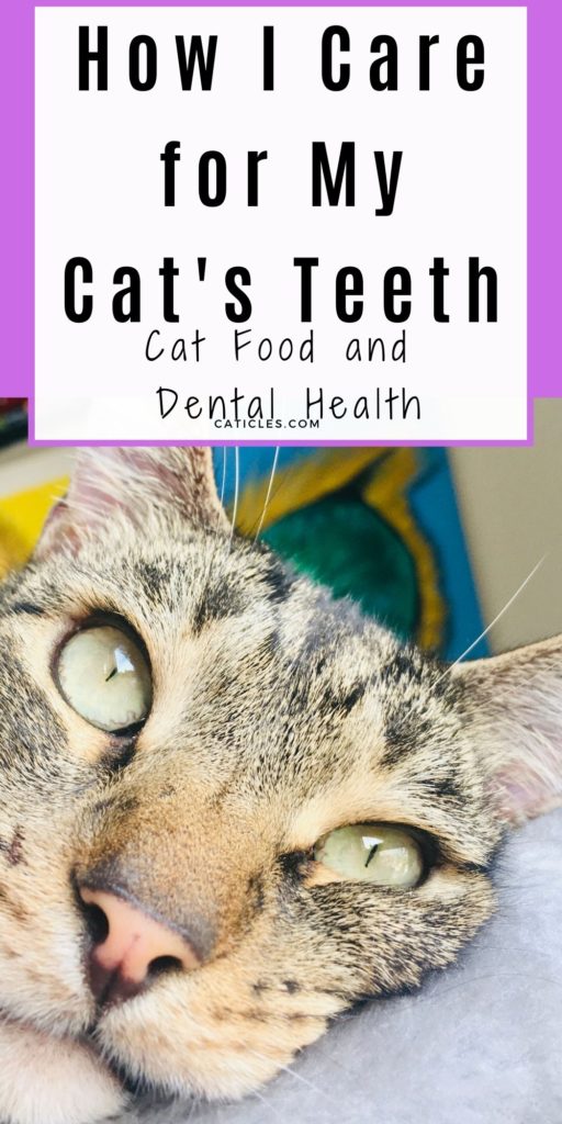 is wet cat food bad for cats teeth