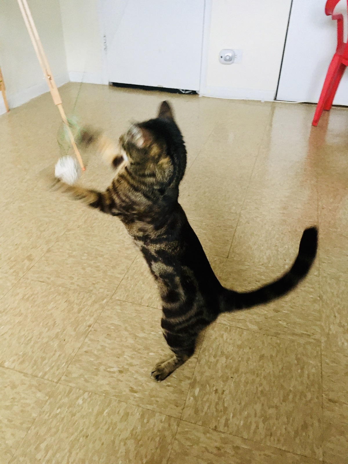cat playing with wand toy