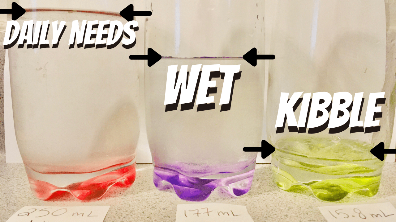 Can cats live on dry food only? 10 facts Jess Caticles