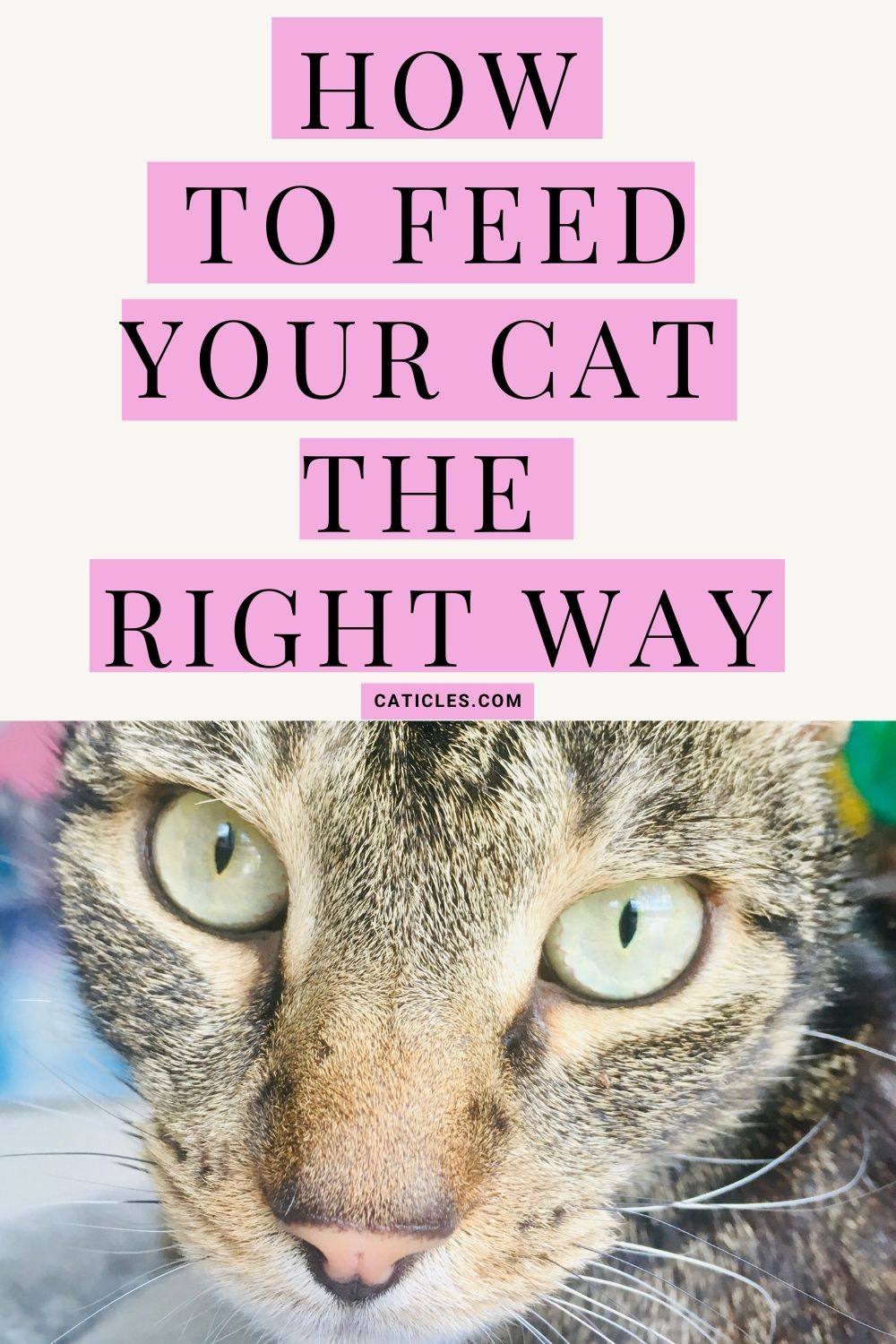 pin image how to feed your cat