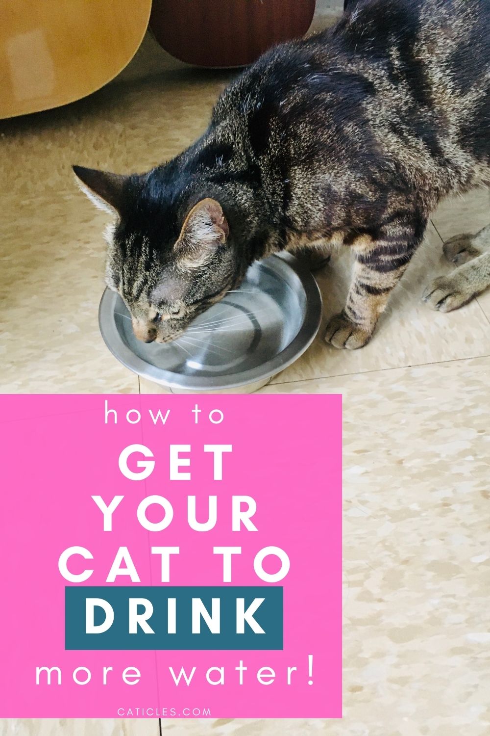 pin image how to get your cat to drink more water