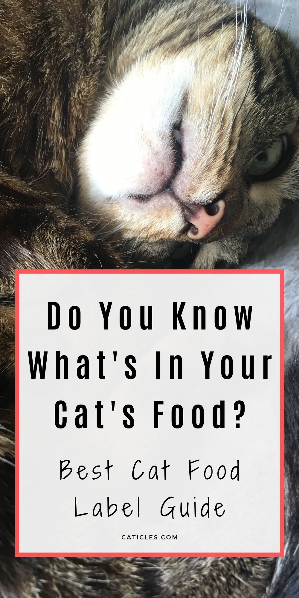 Cat Food Label Guide [How to Read and Ingredients to Avoid] - CATicles