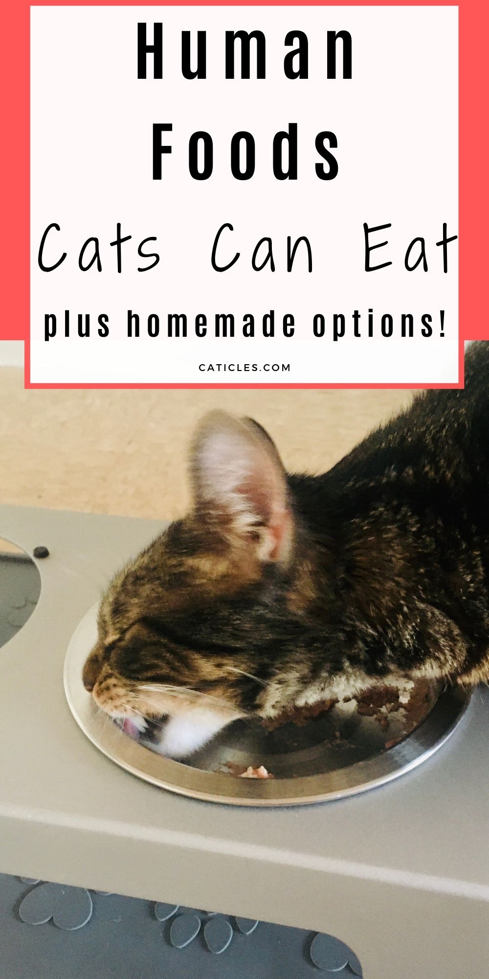 what-food-do-cats-love-best-food-for-cats-complete-guide-caticles