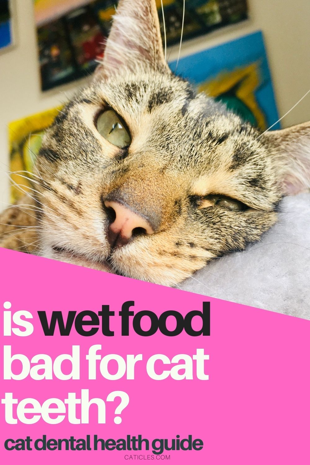 Is Wet Food Bad for Cats Teeth? [Dental Health Guide ...