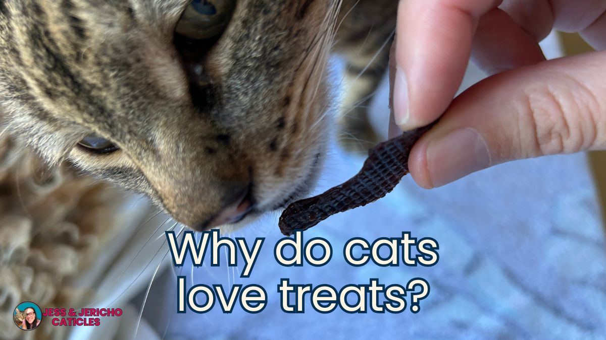 what are cat treats made of jess and jericho caticles.com