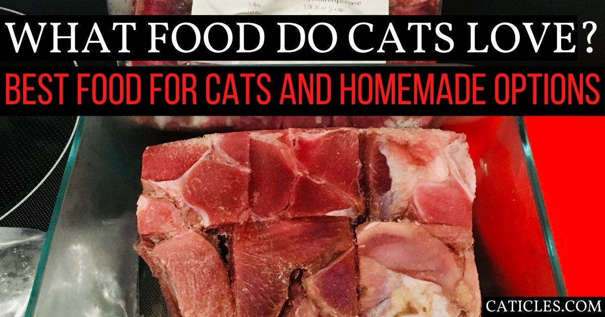 What Food do Cats Love? Best Food for Cats [Complete Guide]