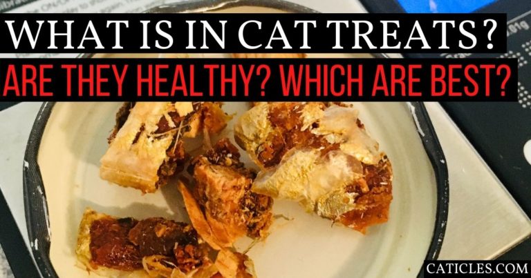 what is in cat treats featured image