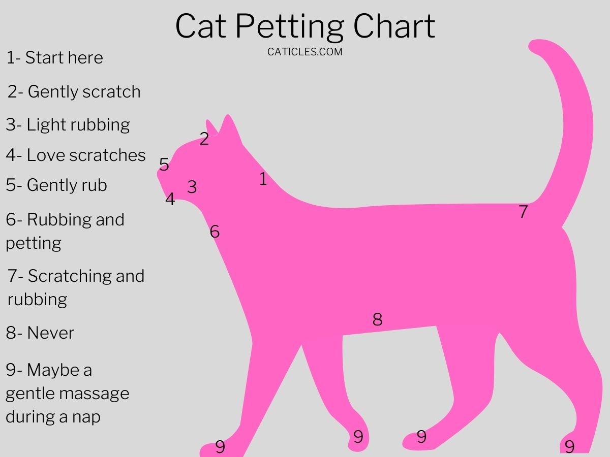 cat petting chart