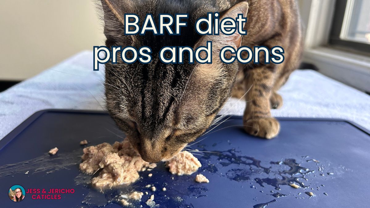barf diet for cats pros and cons jess and jericho caticles.com