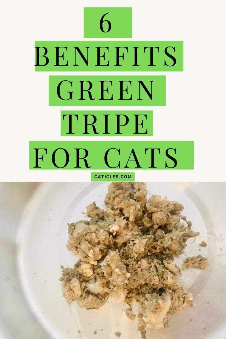 Green Tripe for Cats? Healthy Benefits and Where to Buy - Jess Caticles