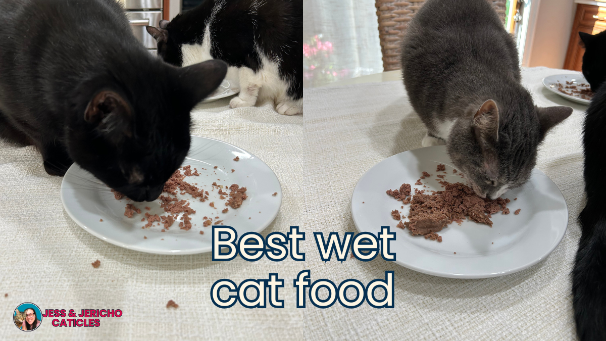 best high protein low carb wet cat food jess and jericho caticles