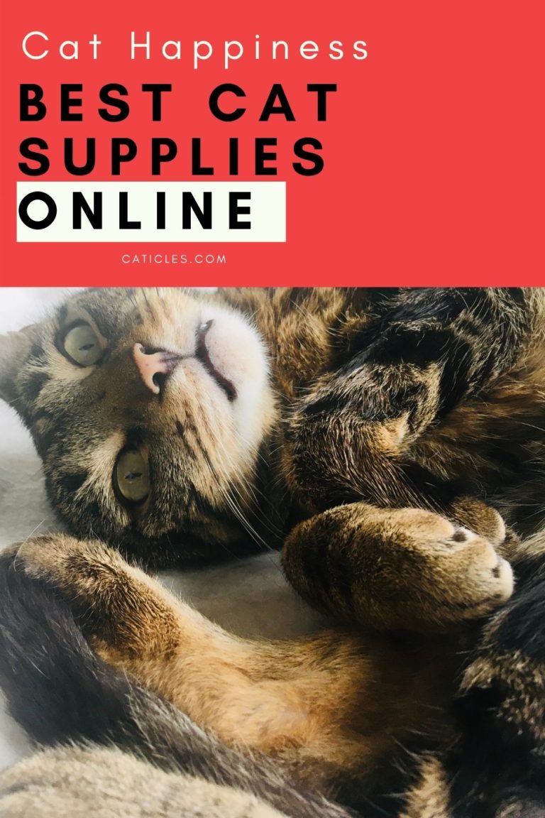 Best Cat Supplies Everything a Cat Needs That You Should Buy Jess