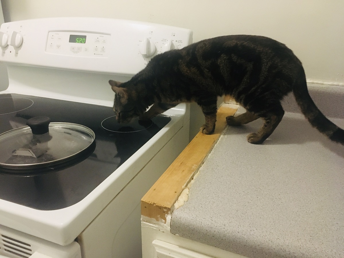 cat walking on stove