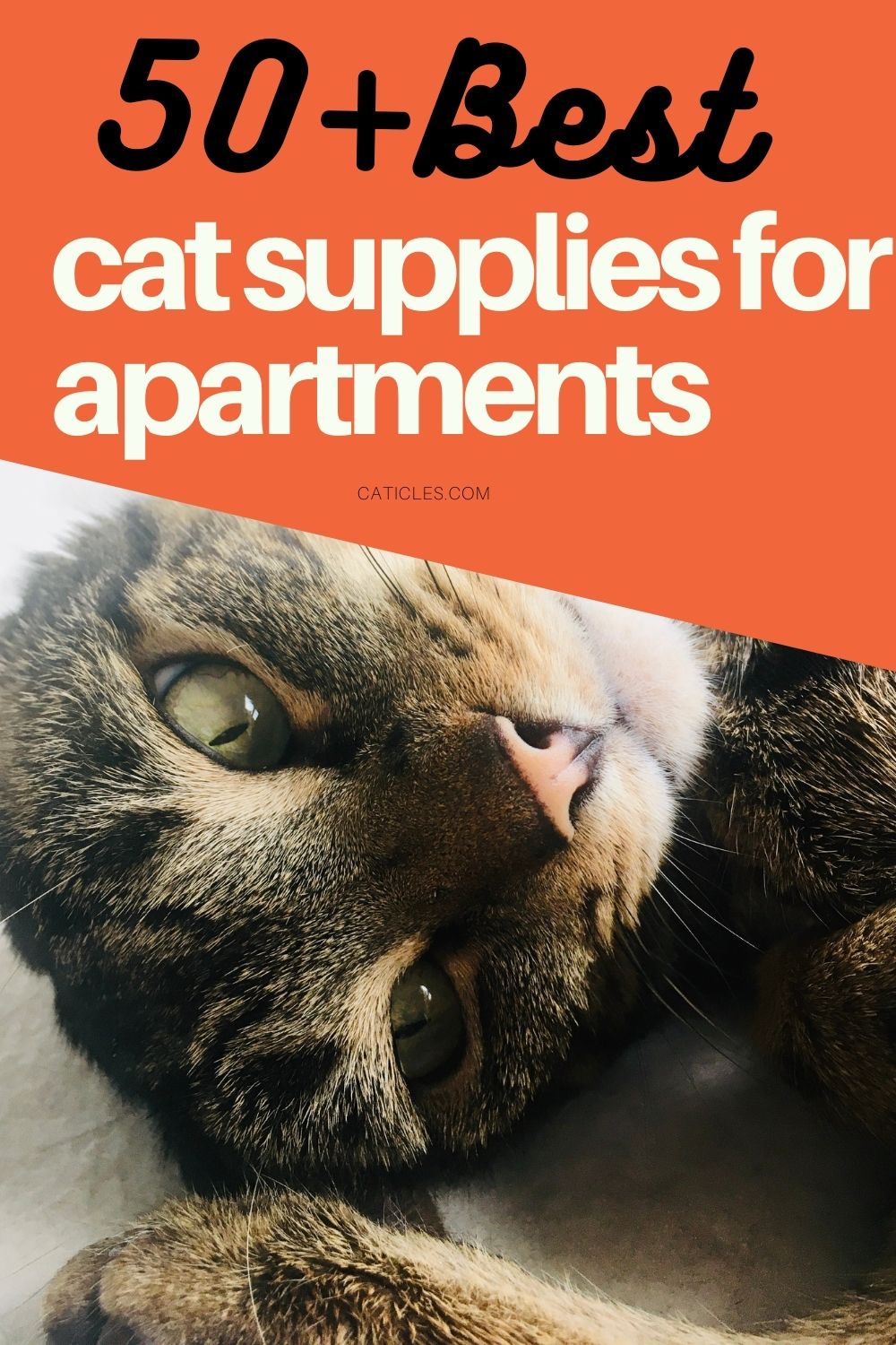 pin image best cat supplies for apartments