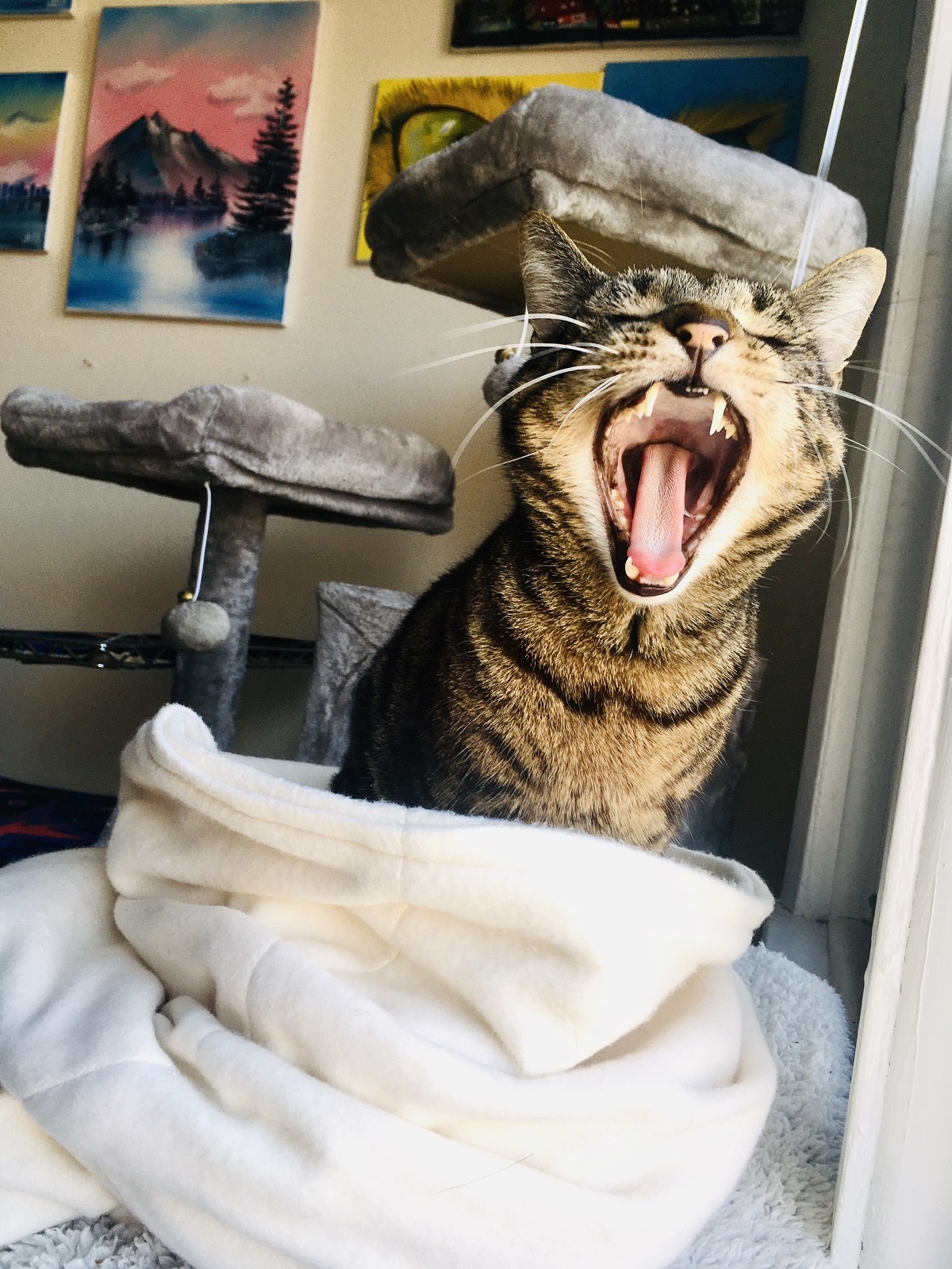 cat yawning