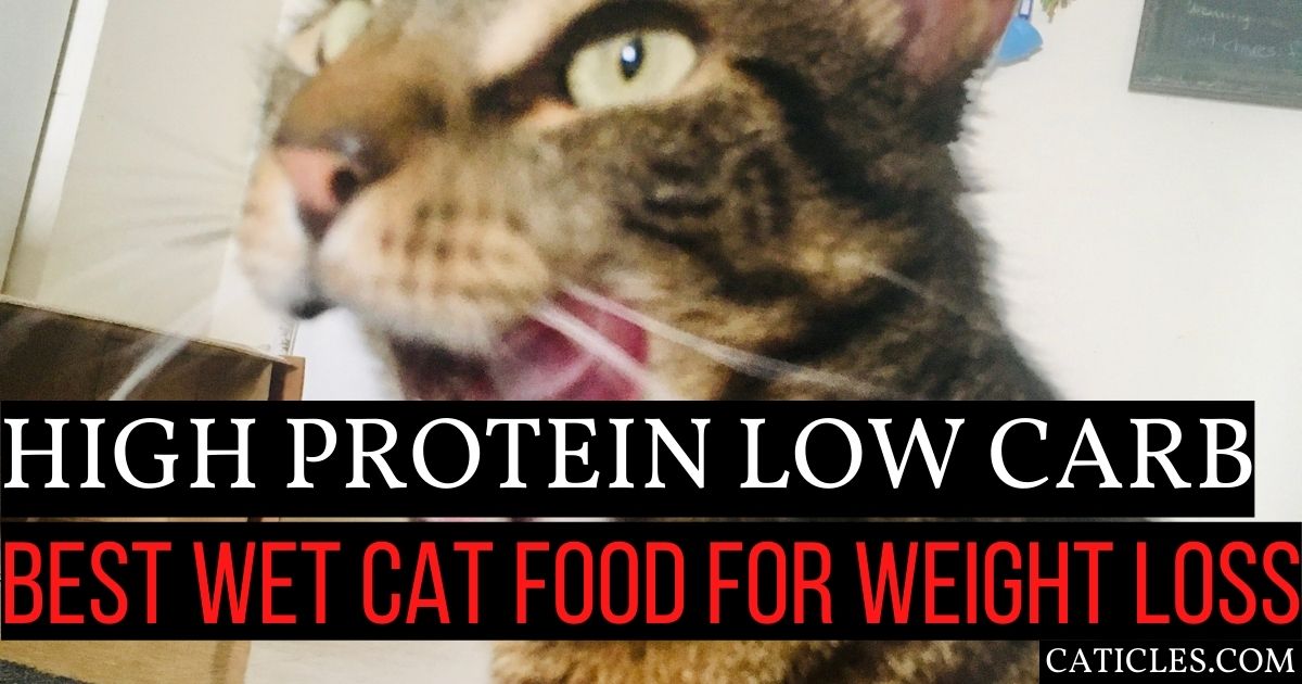 Best High Protein Low Carb Wet Cat Food 2023