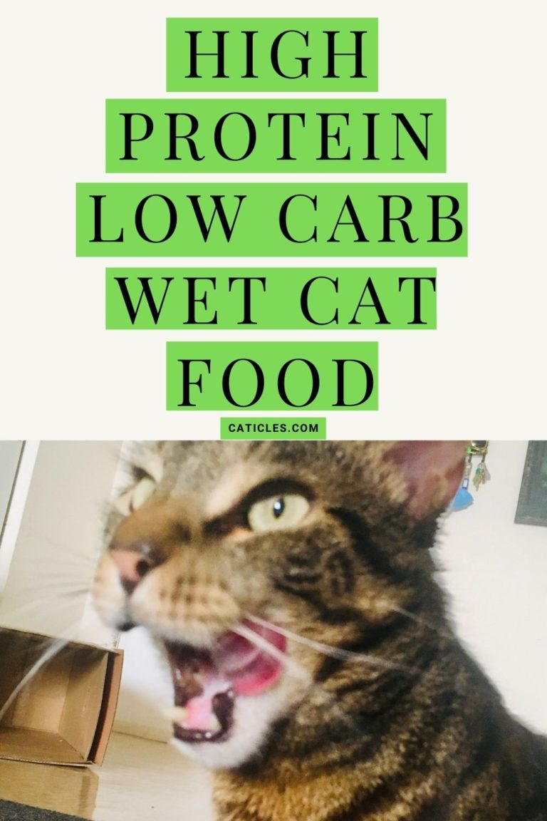 Best High Protein Low Carb Wet Cat Food 2023 Jess Caticles