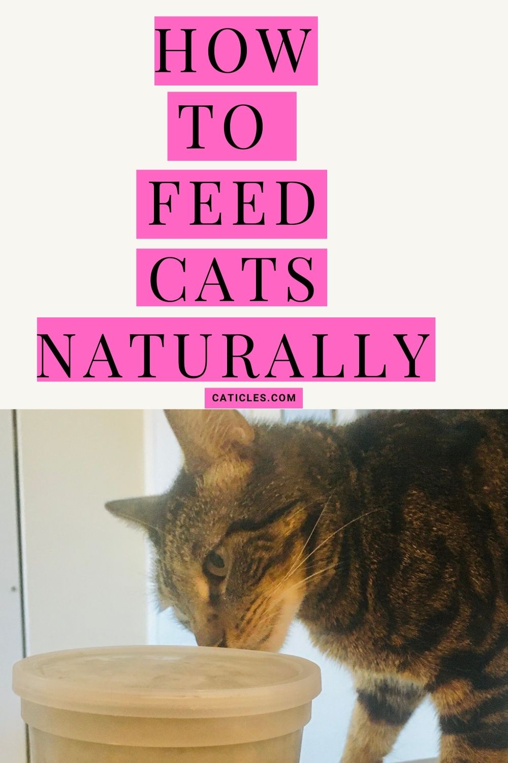 pin image how to feed cats naturally