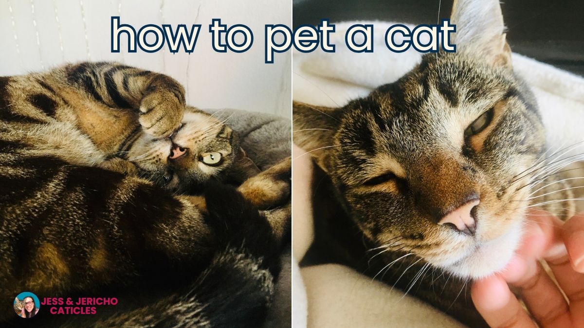 how to pet a cat jess and jericho caticles