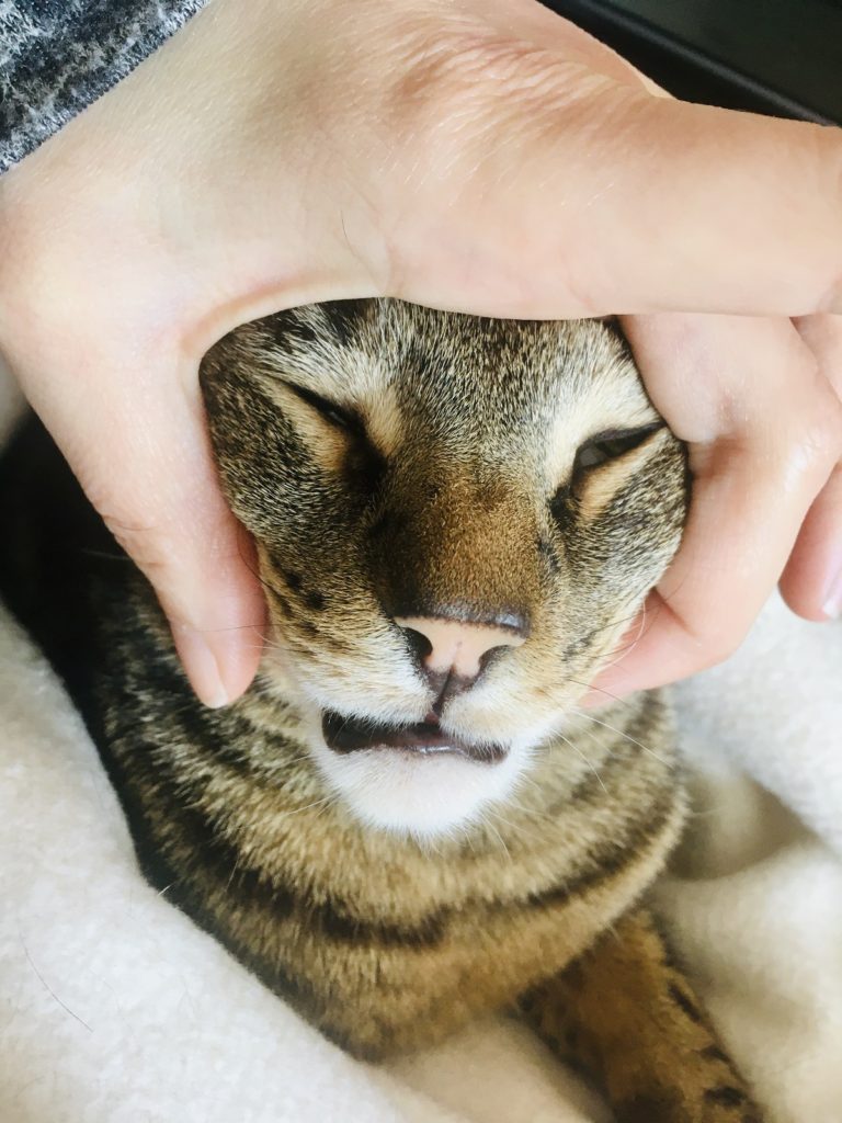 How to pet a cat with pictures Jess Caticles