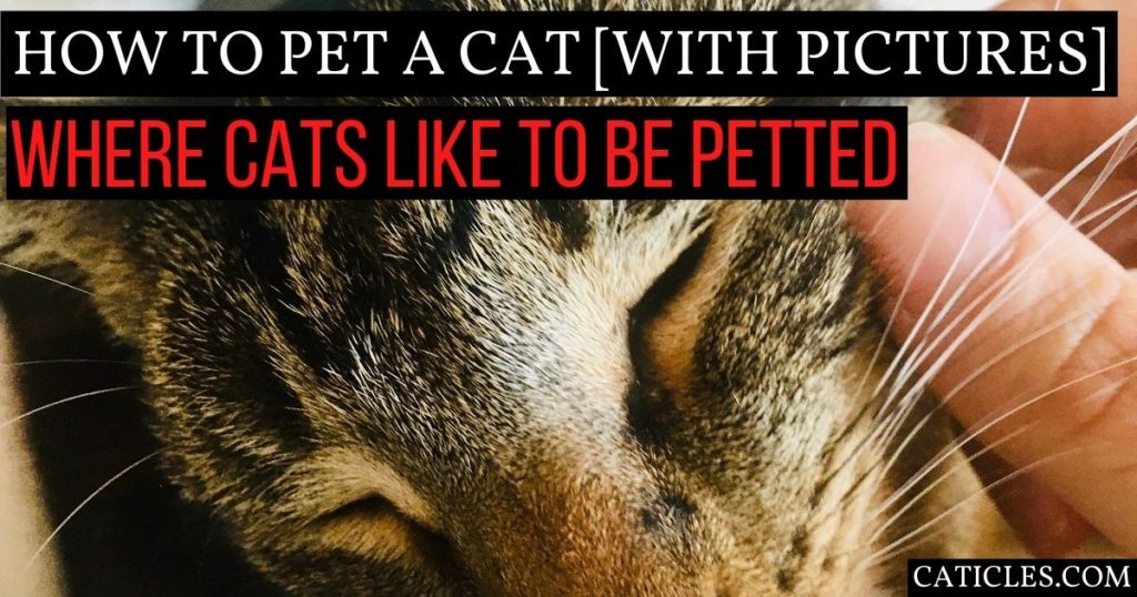 How to Pet a Cat [with Pictures] Where Cats Like to be Petted CATicles