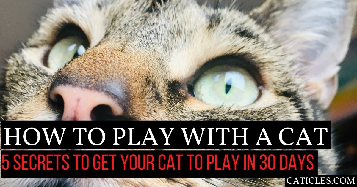 how to play with a cat featured image