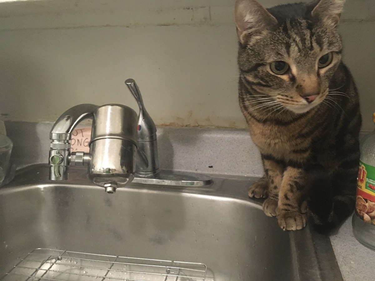 my cat on the kitchen sink