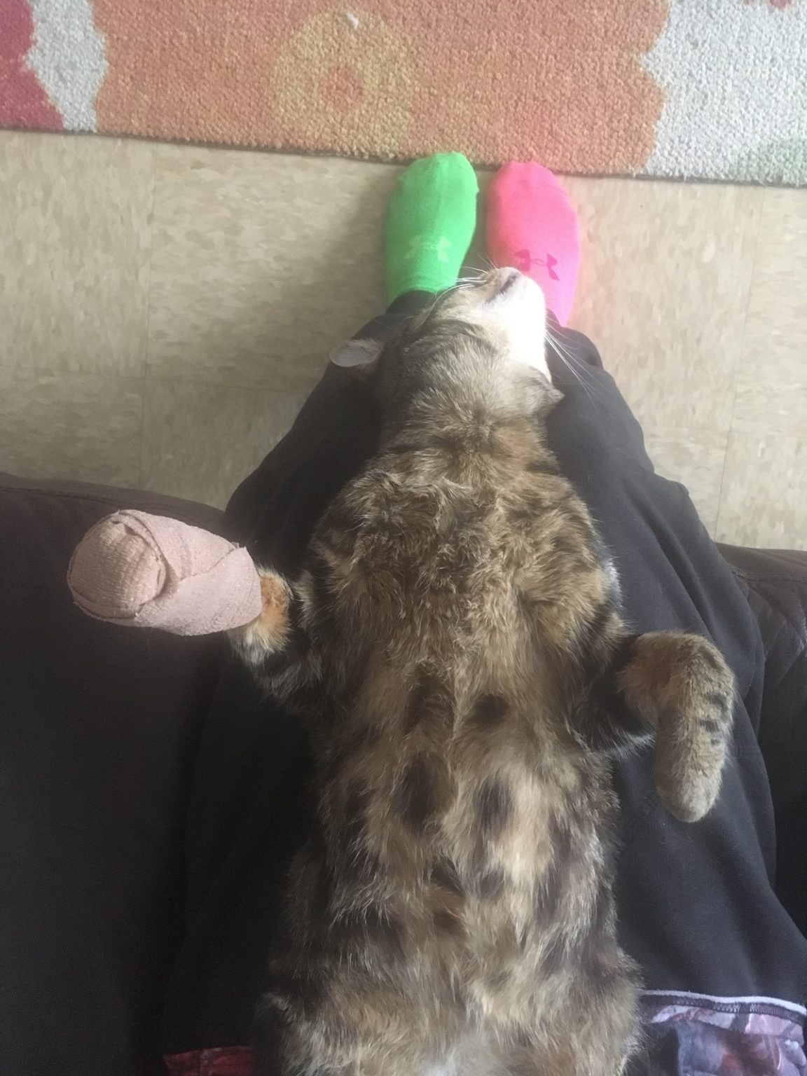 My First Cat Mistakes I Made and Owning a Cat 101 Jess Caticles