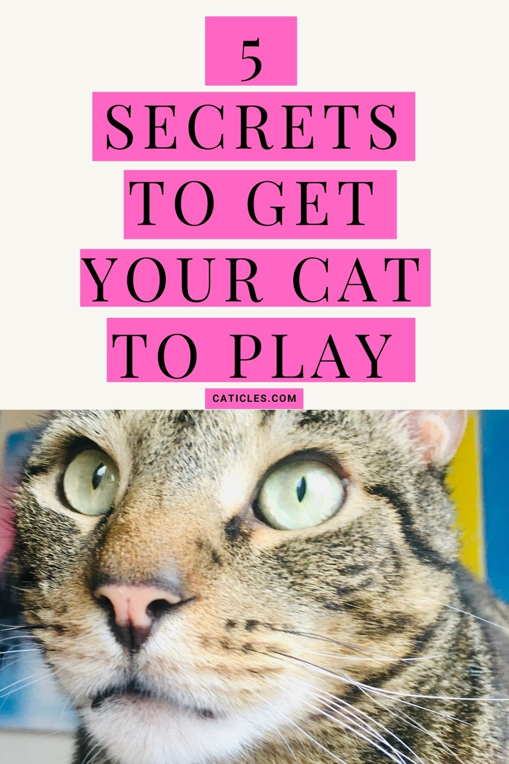 pin image secrets to get your cat to play