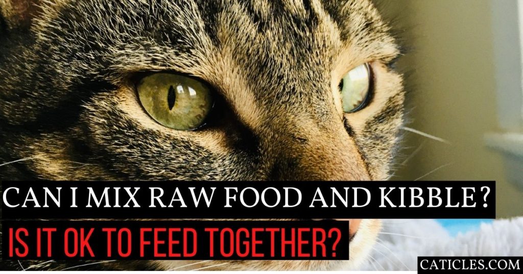 feeding raw and kibble together