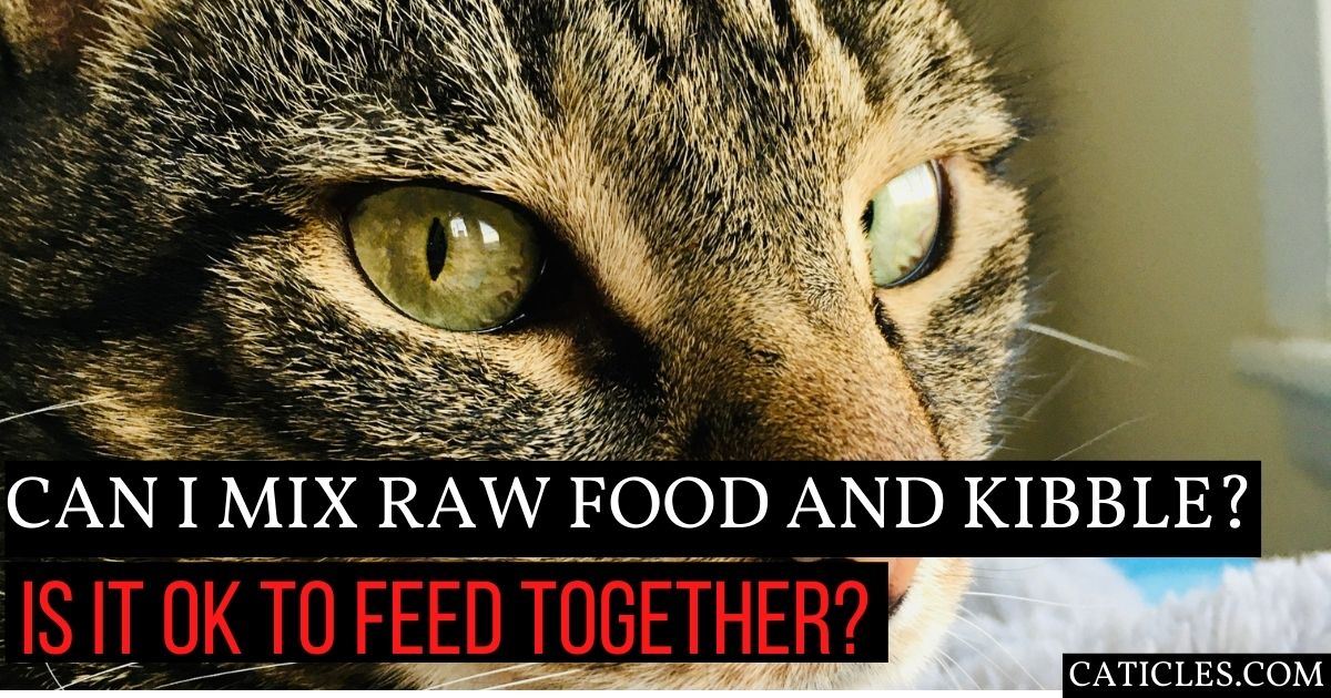 Can I Mix Raw Food with Kibble? Is it OK to Feed Together?