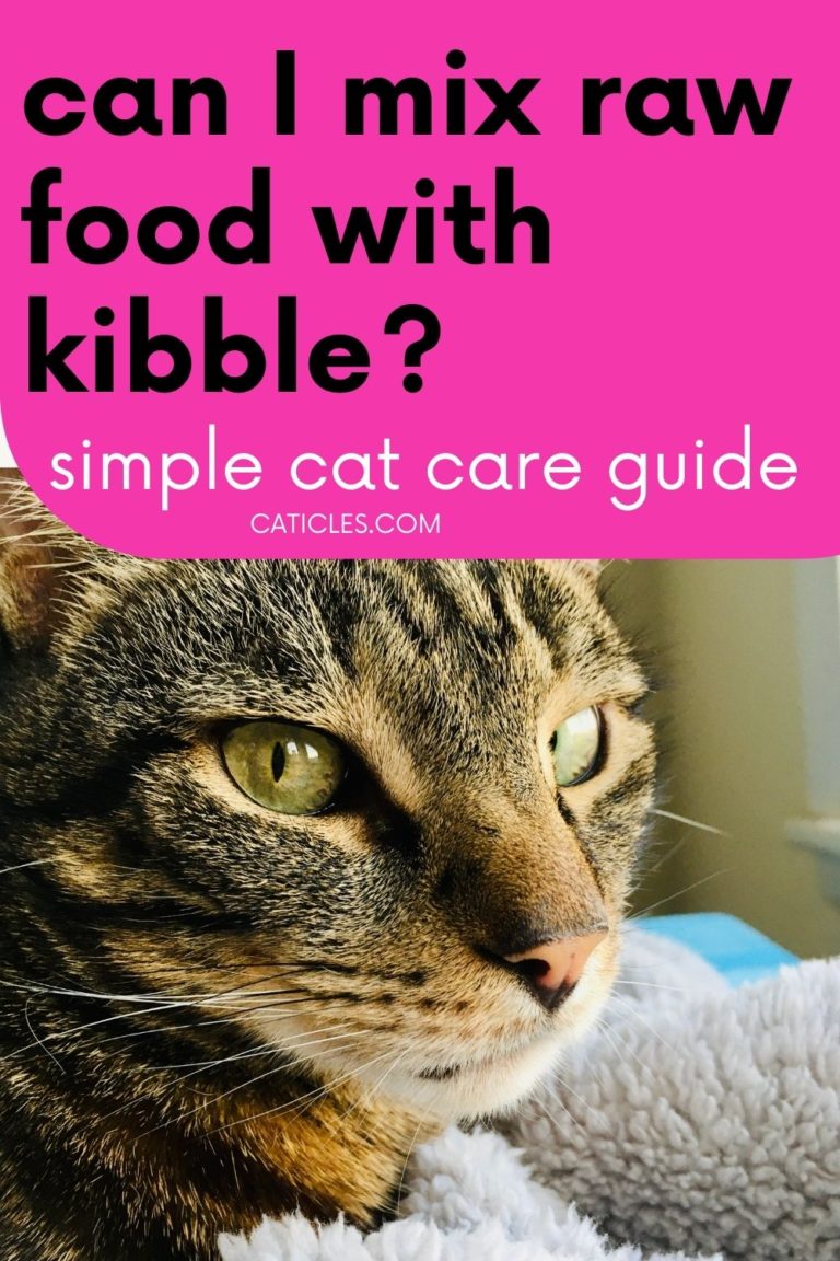 Can I Mix Raw Food with Kibble? Is it OK to Feed Together? Jess Caticles