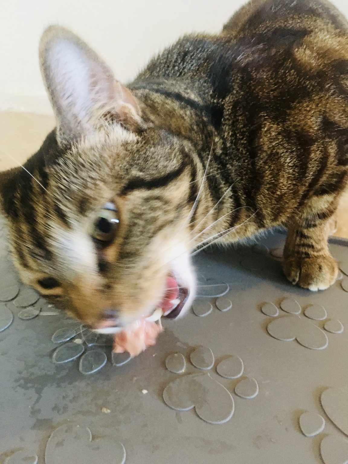 Is Kibble Bad for Cats? Vet Nutritionists Talk Dry Cat Food