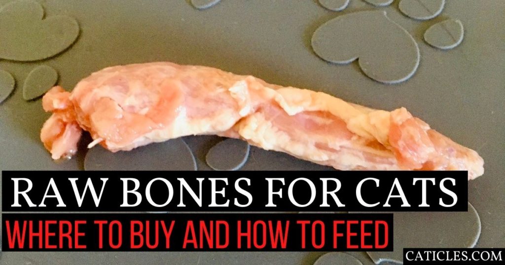 raw-bones-for-cats-are-there-bones-for-cats-to-chew-on