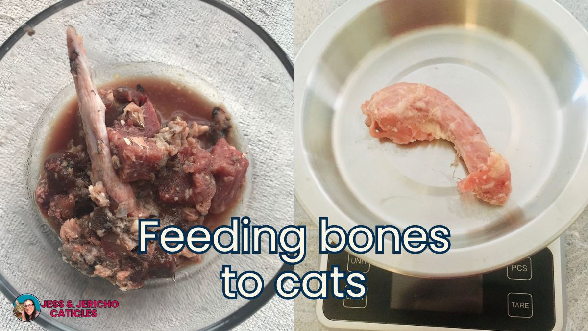 raw meaty bones for cats jess and jericho caticles