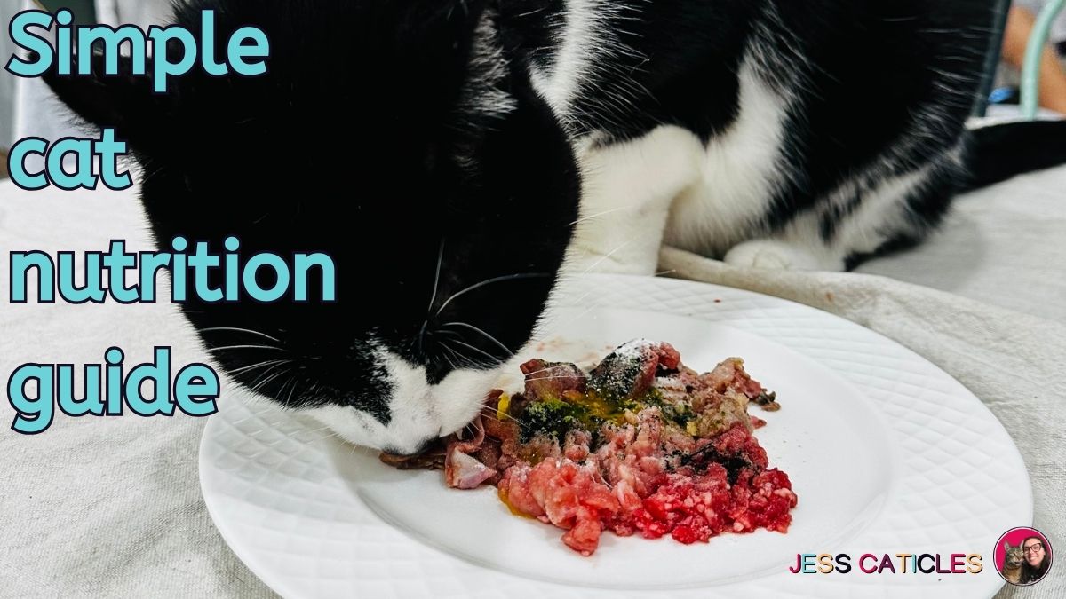 What should cats eat? Simple cat nutrition based on whole prey