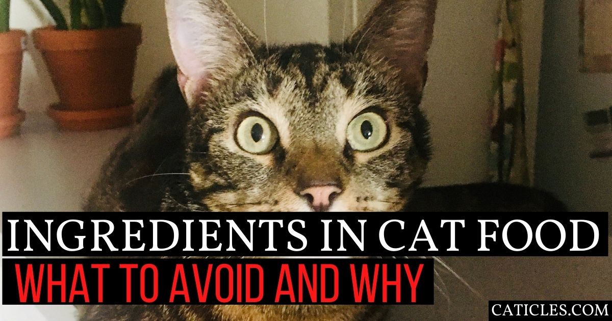 Worst Ingredients in Cat Food